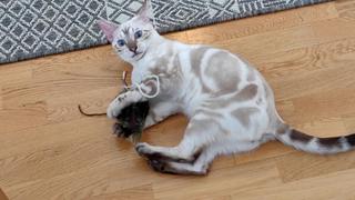Kitties Gone Wild