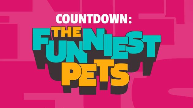 Countdown -- The Funniest Pets