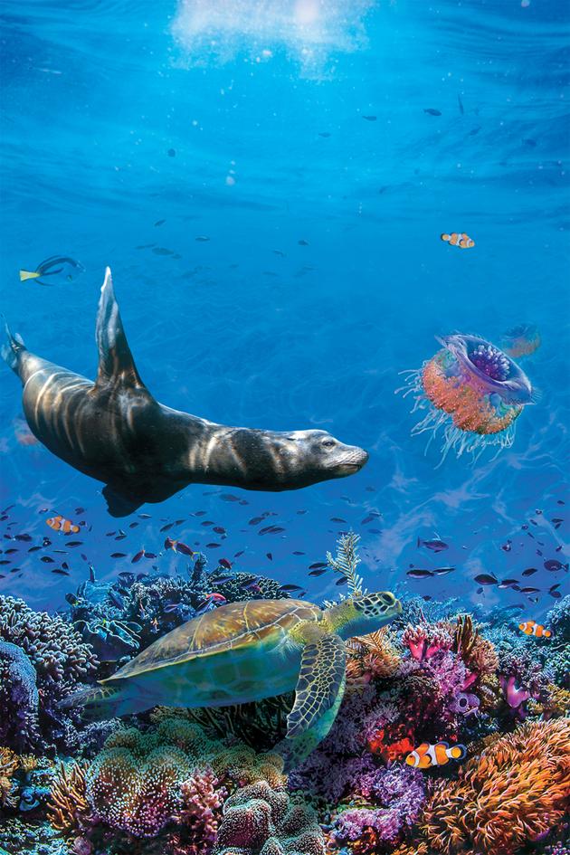 Under the Sea