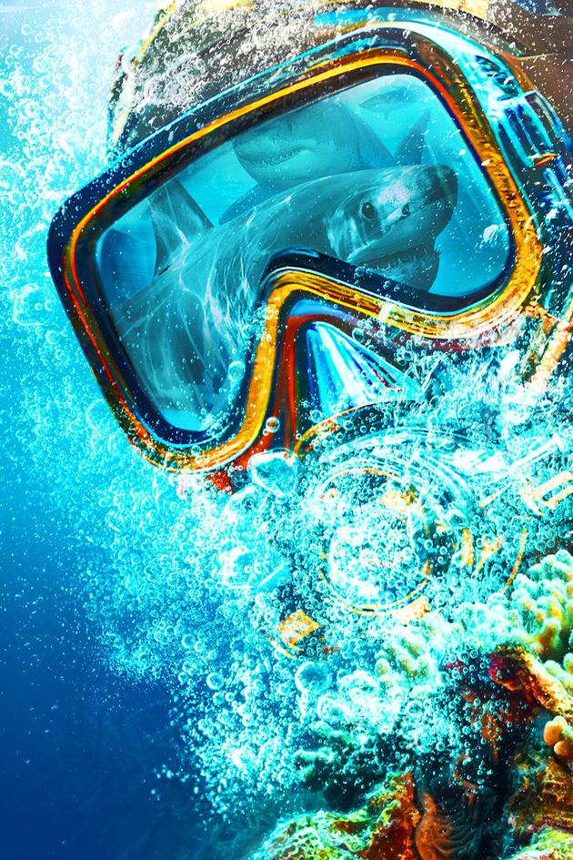 Sydney Harbor Shark Invasion