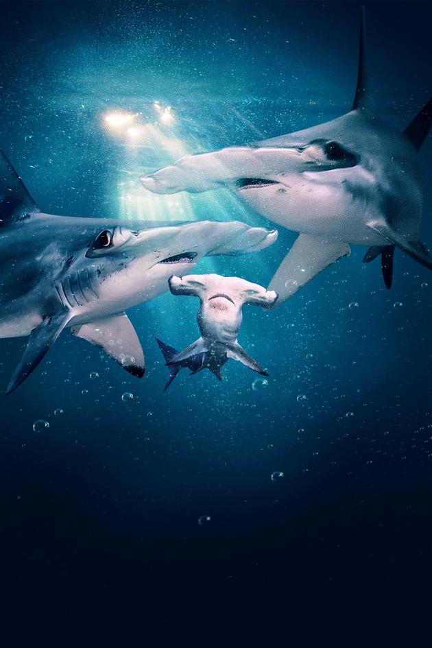 Mothersharker: Hammer Time