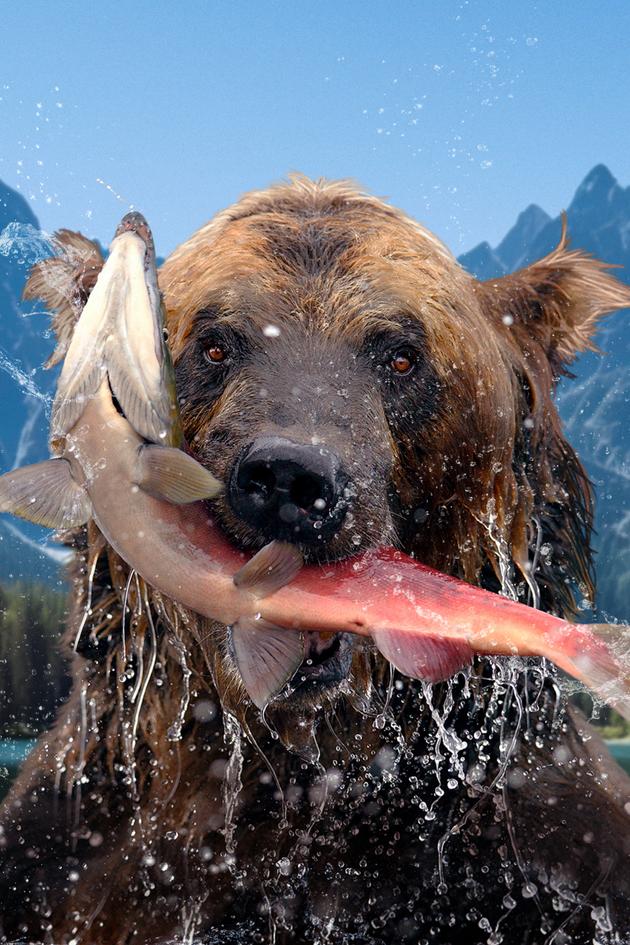 Hungry Games: Alaska's Big Bear Challenge