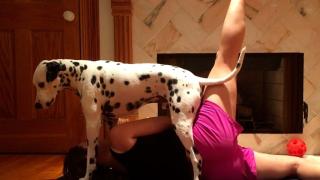 Pet Workouts