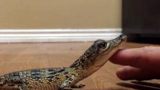 Countdown -- The Funniest Pets