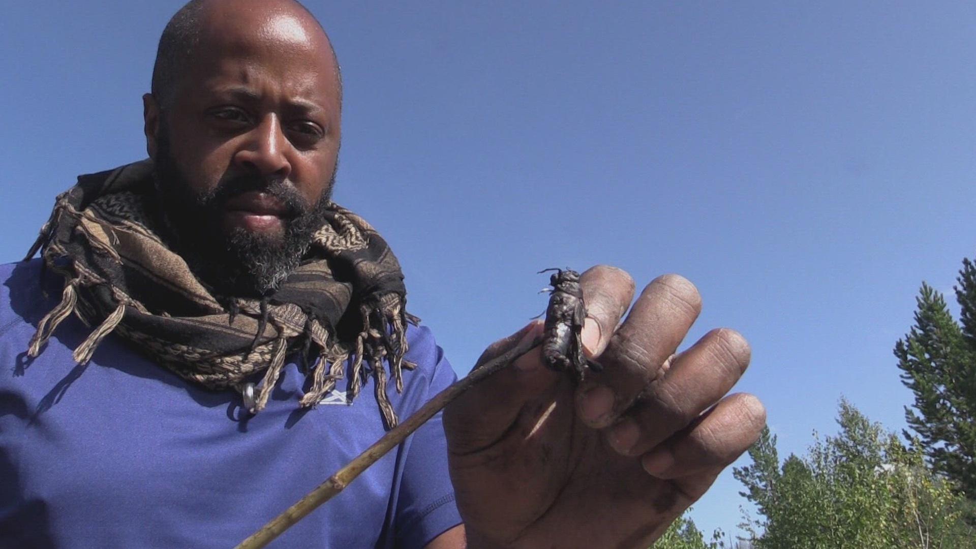 Lights Out Xtreme Fighting Arctic Circle The Rides Back