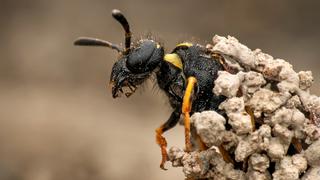 Sandcastle: The Secret Life of Potter Wasps