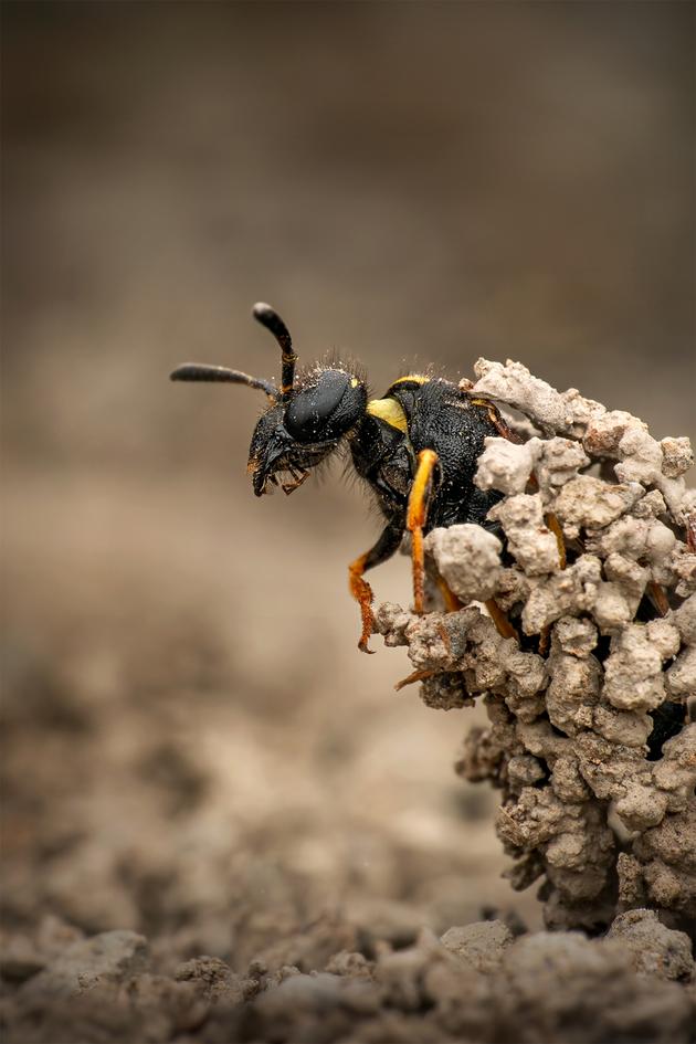 Sandcastle: The Secret Life of Potter Wasps