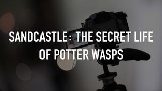  watch Sandcastle: The Secret Life of Potter Wasps