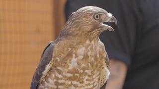 Thunderbird of Pennsylvania
