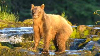 Brown Bear-anoia