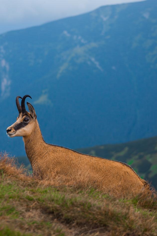 Amazing Animals