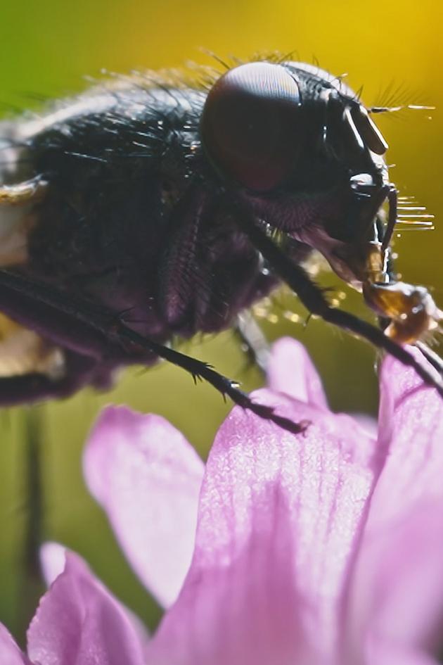 Webs & Wings: Nature's Tiny Ballet