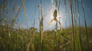 A Spider's Tale