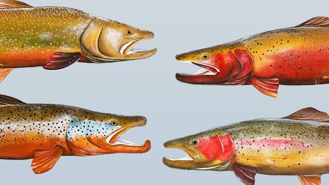 Fly Fishing Film Tour 2024
