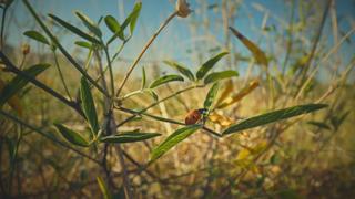A Ladybird's Tale