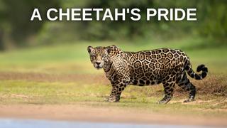 A Cheetah's Pride