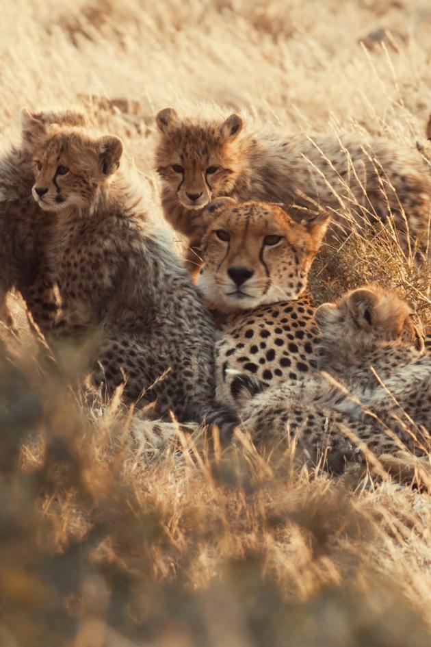 A Cheetah's Pride