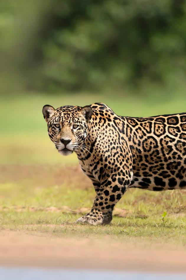 A Cheetah's Pride