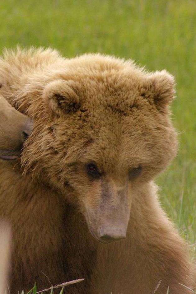Parents In The Wild