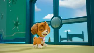 Pups vs. the Robo-Ducky; Pups Save the Lost Penguin