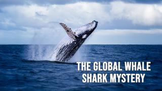The Global Whale Shark Mystery