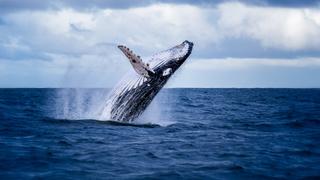 The Global Whale Shark Mystery