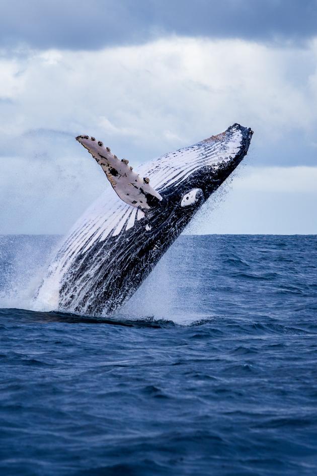 The Global Whale Shark Mystery