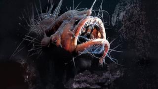 Freaks of the Sea
