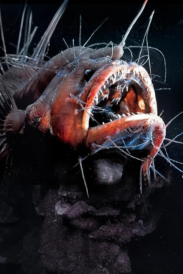 Freaks of the Sea