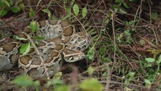 Python Showdown