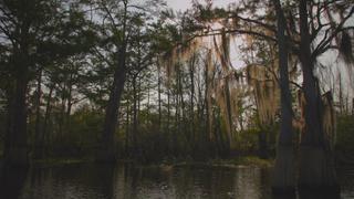 Monster in Bayou Pigeon
