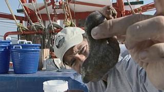 Shrimper