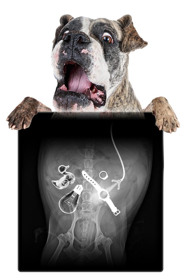 My Pet Ate What?