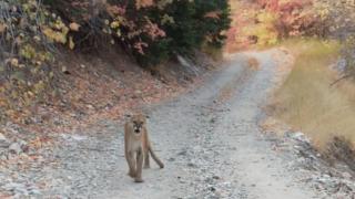 Man Stalked by Cougars, When Planes Collide, Buried Alive & Terrifying Drive