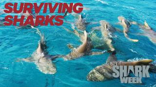 Surviving Sharks
