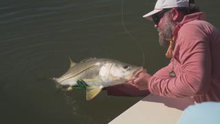 On the Fly in Puerto Rico