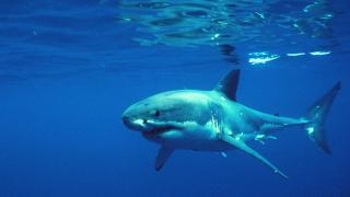 Shark Business