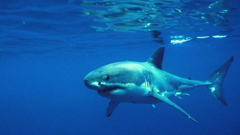 Shark Business