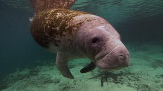 Manatees and Dugongs
