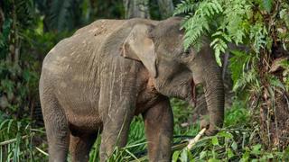 Human-Wildlife Conflict in Borneo