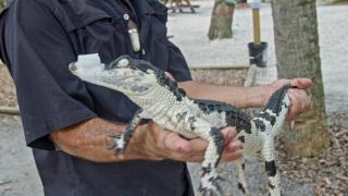The Gator in My Backyard