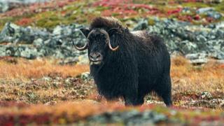 Barren Ground Musk Ox