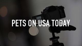Pets on USA TODAY