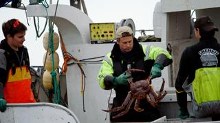 Danish King Crab Harvest