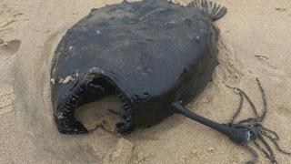 Mysterious Underwater Creatures
