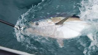 Bucket List: Tarpon vs. Roosterfish