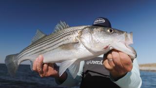 Migrations: Chesapeake Bay Stripers vs. Alaskan Salmon