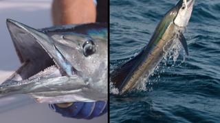 Pelagics: New Smyrna Wahoo vs. South Florida Sailfish