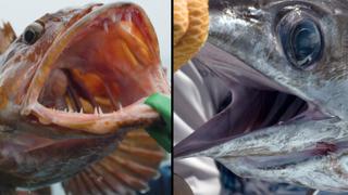 Sea Monsters: Swordfish vs. Lingcod