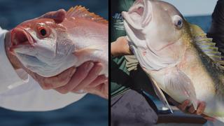 Sport Fishing TV: Vs.
